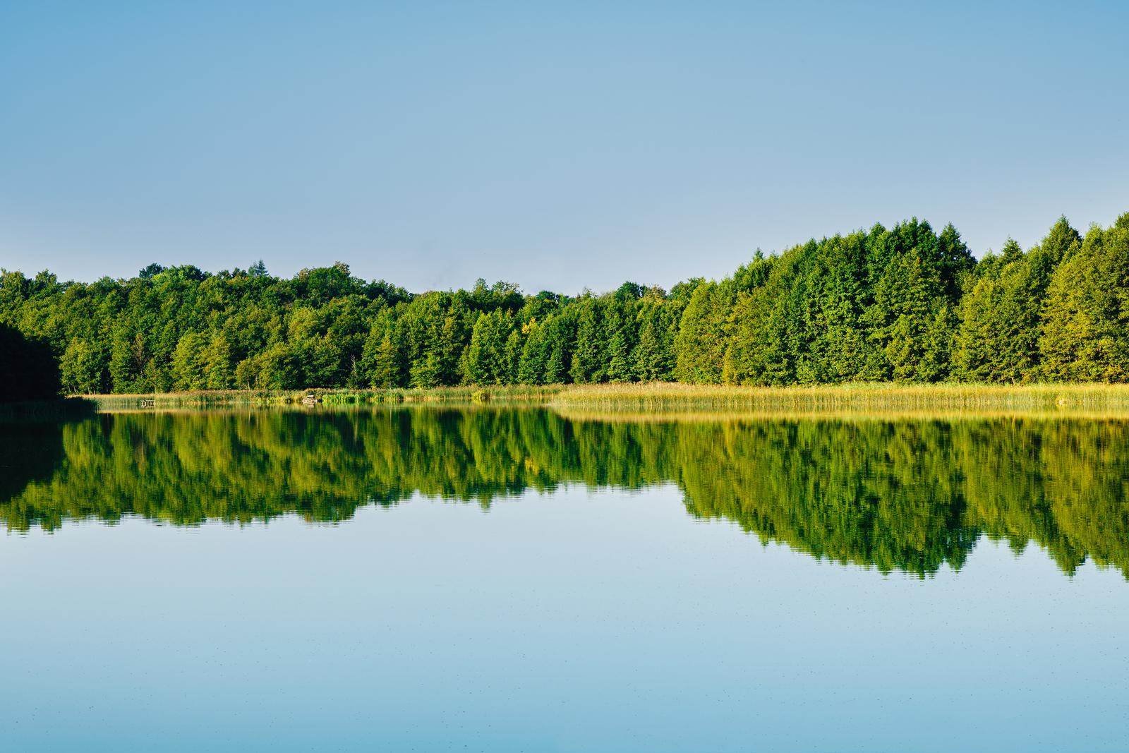 See im friedlichen wald, wo sich die bäume und der blaue Himmel spiegelt